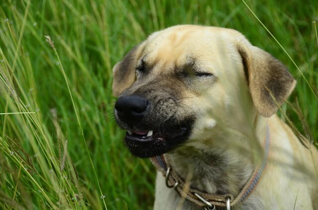 獣医師監修 犬のくしゃみが止まらない これって病気 くしゃみの原因と対処法とは ワンペディア
