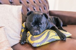 犬のいびきの原因と治療法 獣医師解説 ワンペディア