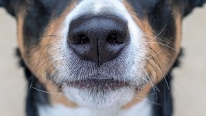 犬が鼻づまりで苦しそう 今すぐ病院に行くべき その原因と治療法とは 獣医師監修 ワンペディア