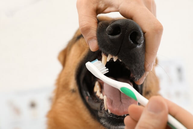 獣医師監修 犬の鼻から血が 今すぐ病院に行くべき 鼻血の原因と対処法とは ワンペディア