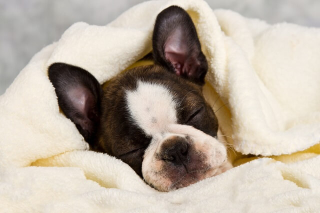 獣医師監修 犬もいびきをかくの もしかして病気のサイン いびきの原因と治療法とは ワンペディア