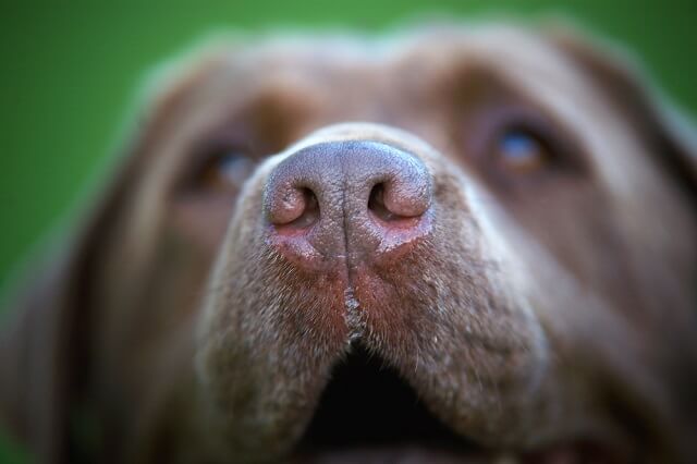獣医師監修 犬が鼻水を垂らしているけど大丈夫 その症状や原因は ワンペディア