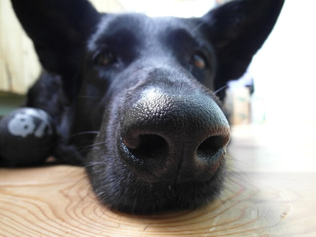 獣医師監修 犬の鼻の乾燥は病気のサイン ひび割れ 角化症の原因や対処法とは ワンペディア