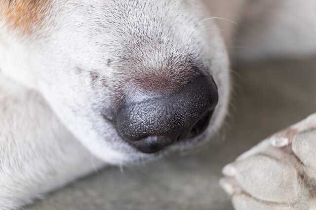 獣医師監修 犬の鼻の乾燥は病気のサイン ひび割れ 角化症の原因や対処法とは ワンペディア