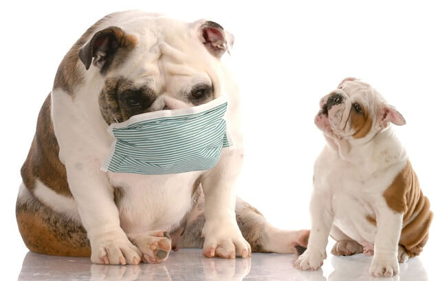獣医師監修 犬のくしゃみが止まらない これって病気 くしゃみの原因と対処法とは ワンペディア