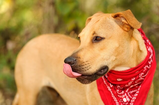 獣医師監修 犬が鼻をペロペロ舐めるのはなぜ 知っておきたい犬の習性と病気のサインとは ワンペディア