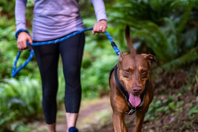 獣医師監修 夏は犬の散歩に要注意 熱中症にならないための対策とは ワンペディア