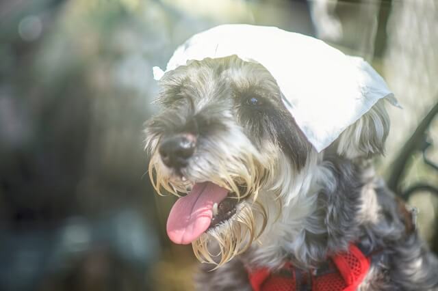 獣医師監修 夏は犬の散歩に要注意 熱中症にならないための対策とは ワンペディア