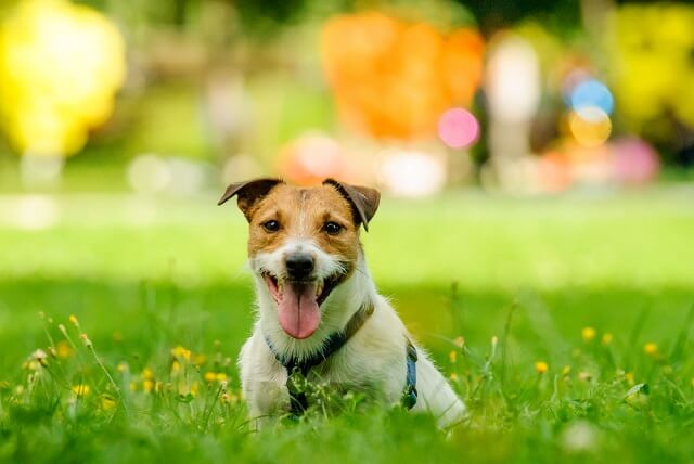 獣医師監修 人間よりも暑さに弱い犬 熱中症になると命を落とす危険も その症状とは ワンペディア