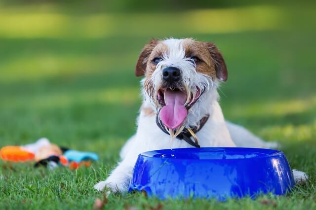 獣医師監修 犬が熱中症になったときの応急処置の方法は まずは どこを冷やせばいい ワンペディア