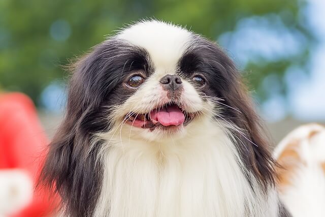 獣医師が解説 狆 ちん ってどんな犬 知る人ぞ知る 日本犬 特徴 性格 飼育のポイントやかかりやすい病気について ワンペディア