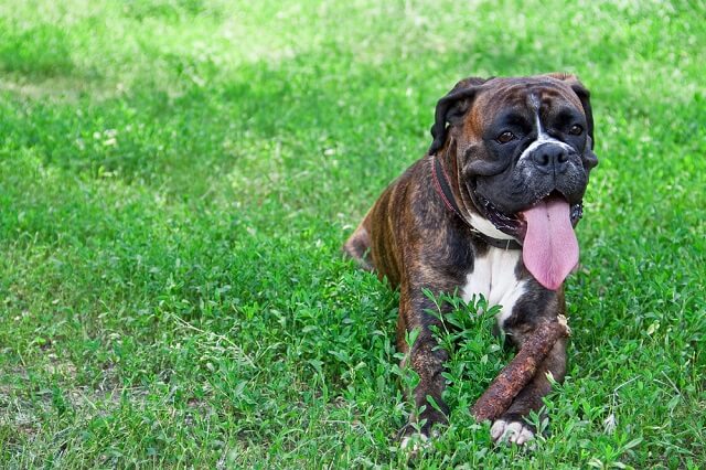 獣医師監修 犬の熱中症対策にスポーツドリンクは効果があるの ワンペディア