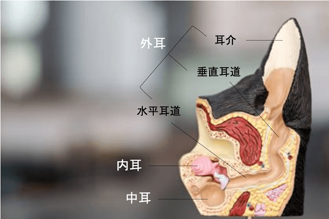 獣医師監修 犬の耳の病気で多い外耳炎 悪化すると中耳炎 内耳炎まで引き起こす ワンペディア