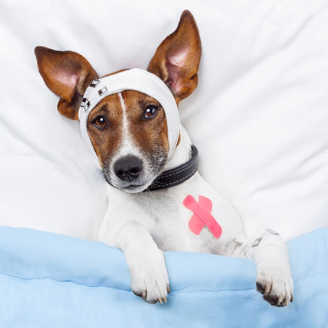 獣医師監修 犬の耳にかさぶたが 薬を塗るべき 病院に行くべき 原因と対処法を紹介 ワンペディア