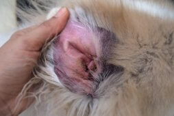 獣医師監修 犬が耳を掻きまくっている これって耳ダニに感染しているかも ワンペディア