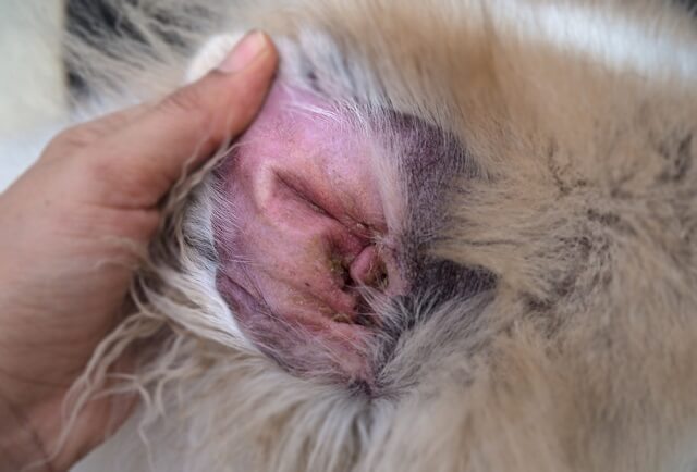 獣医師監修 犬の耳が赤い 何かの異常なサインかも 知っておきたい原因と治療法 ワンペディア