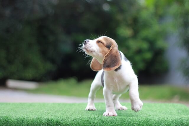 獣医師監修 犬の耳にカビが生えることがあるの マラセチアの症状 原因 治療法とは ワンペディア