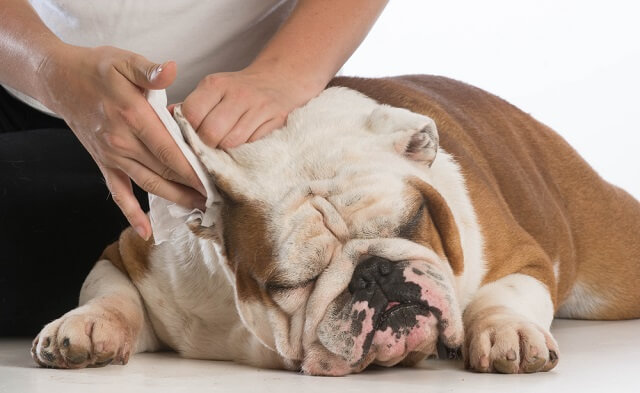 獣医師監修 犬の耳掃除 どれくらいの頻度ですればいいの 注意点は ワンペディア