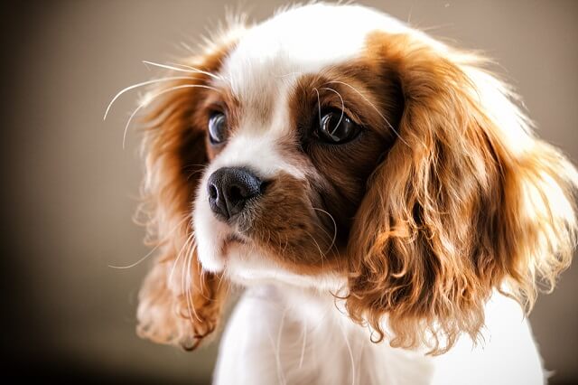 獣医師監修 犬が耳を掻きまくっている これって耳ダニに感染しているかも ワンペディア