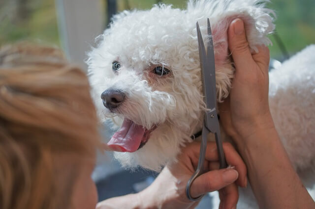 獣医師監修 犬の耳毛は 処理する必要があるの 抜くの それともカットするの ワンペディア