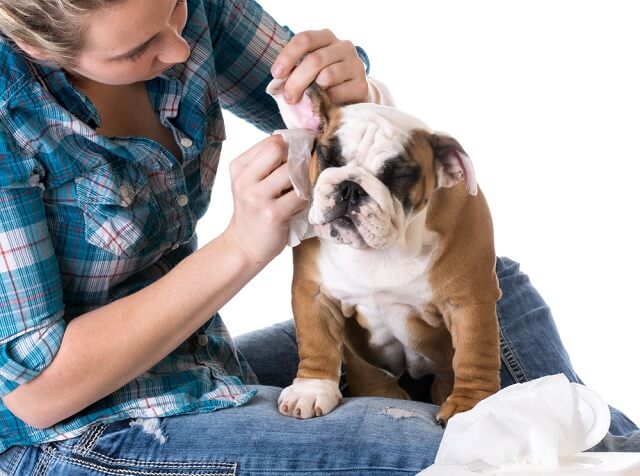 獣医師監修 犬の耳が赤い 何かの異常なサインかも 知っておきたい原因と治療法 ワンペディア