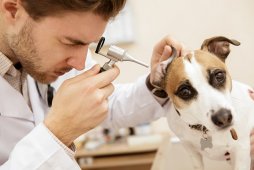 獣医師監修 犬の耳が赤い 何かの異常なサインかも 知っておきたい原因と治療法 ワンペディア