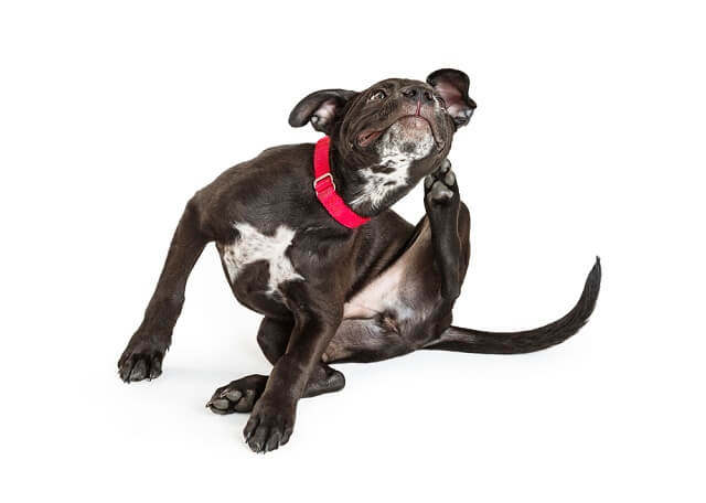 獣医師監修 犬の耳が臭い 耳垢で汚れている すごく痒がる そんなとき考えられる病気や症状とは ワンペディア