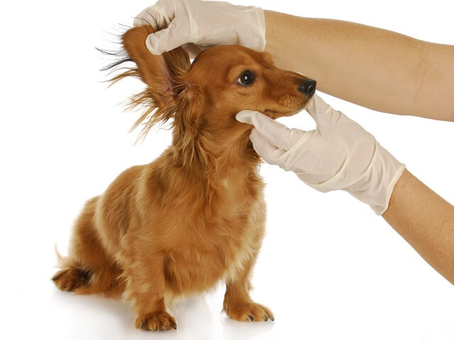 獣医師監修 犬が耳を掻きまくっている これって耳ダニに感染しているかも ワンペディア