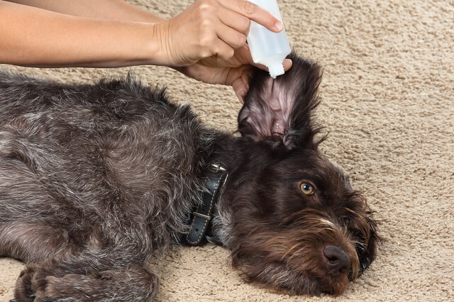 獣医師監修 犬の耳に関する病気といえば 外耳炎 年齢によって原因が違うって本当 ワンペディア