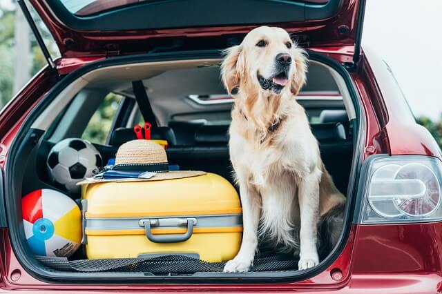 獣医師監修 犬と車でお出かけする場合の 車内や車外での熱中症対策は ワンペディア