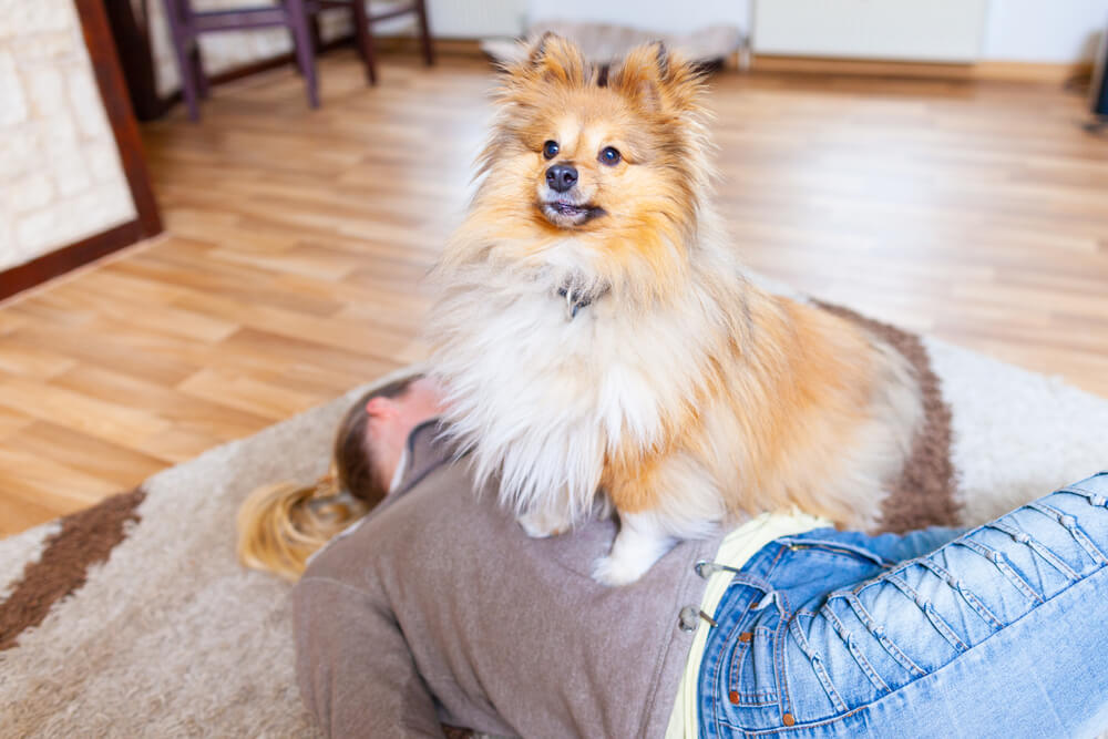 獣医師が解説 シェットランドシープドッグ シェルティ の性格や特徴 コリーとの違いについてもご紹介 ワンペディア