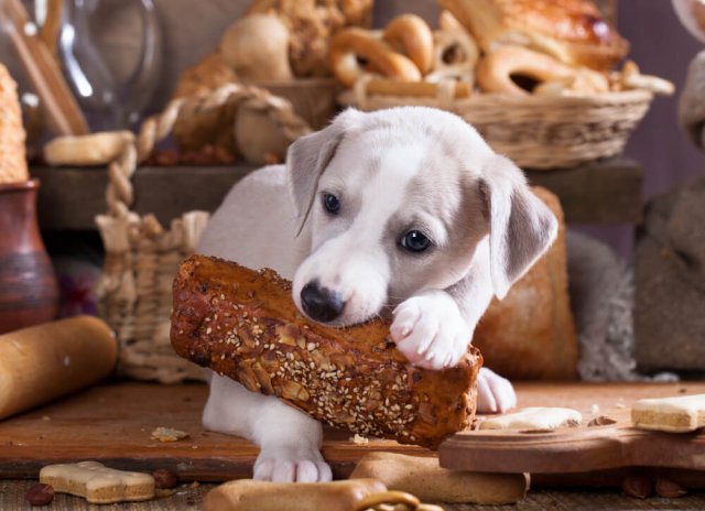 獣医師監修 犬はパンを食べても大丈夫 塩分やアレルギーのリスクは ワンペディア