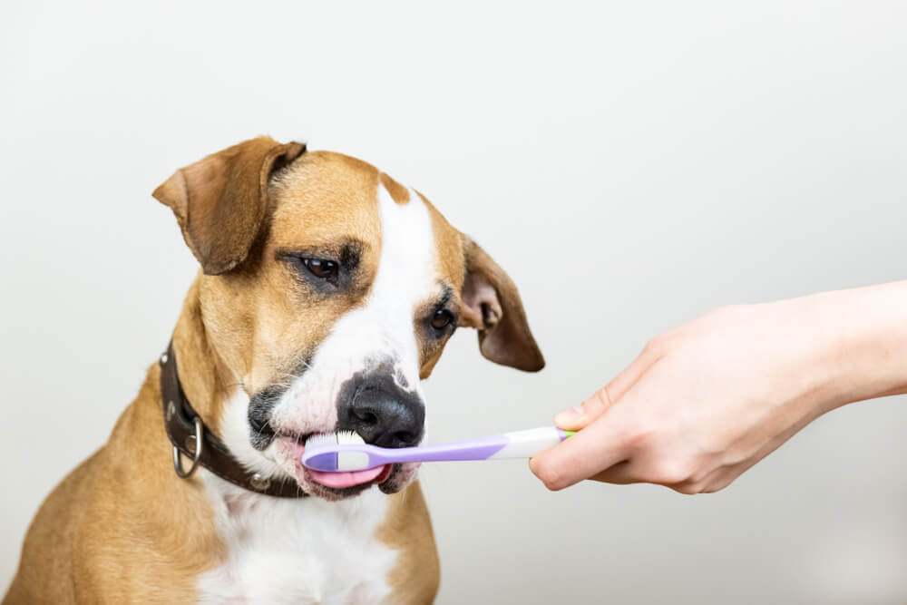 獣医師監修 犬の歯磨きのコツとは どうやったら上手く歯ブラシを使える ワンペディア