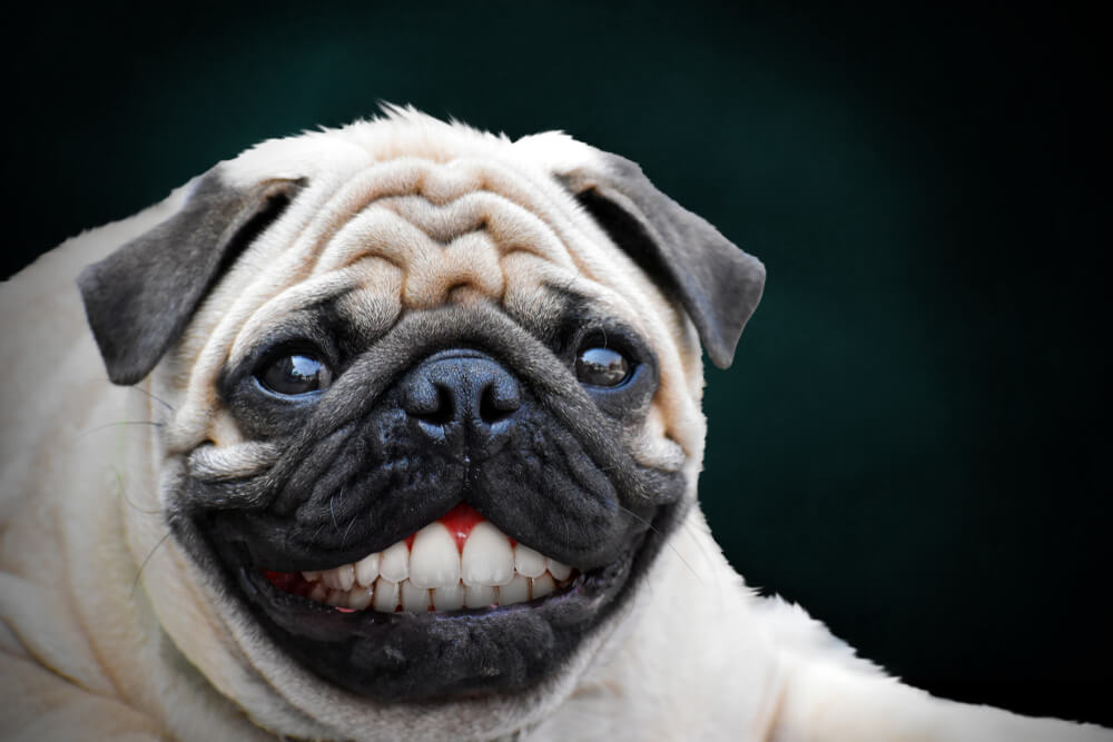 獣医師監修 犬の歯と 人間の歯との違いは 知っておくべきこととは ワンペディア