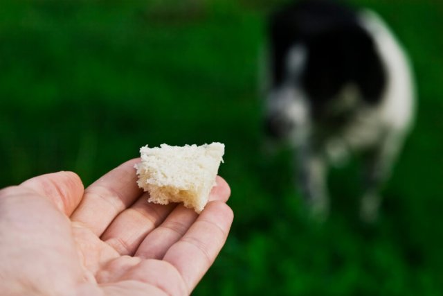 獣医師監修 犬はパンを食べても大丈夫 塩分やアレルギーのリスクは ワンペディア