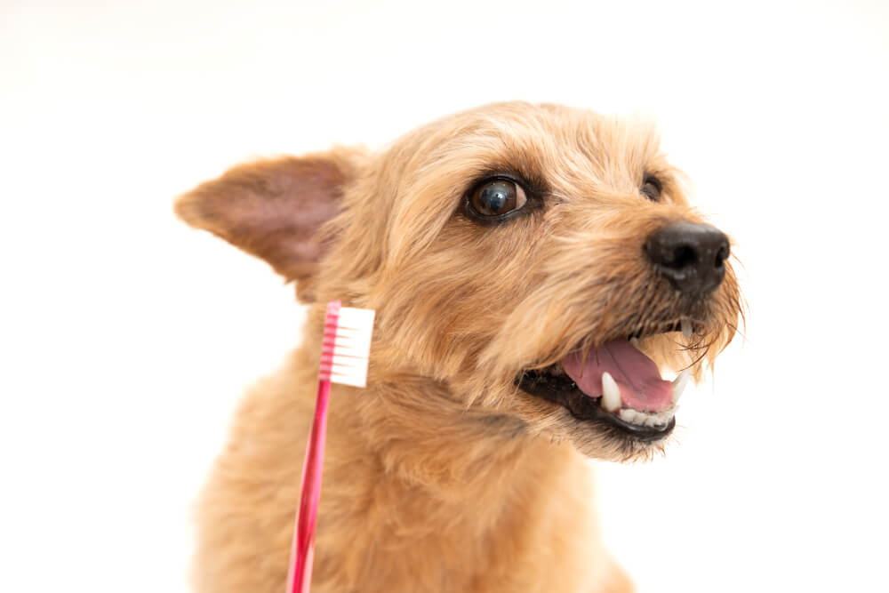 獣医師監修 犬の歯は抜けるの 折れることもあるの その理由と対処法を紹介 ワンペディア