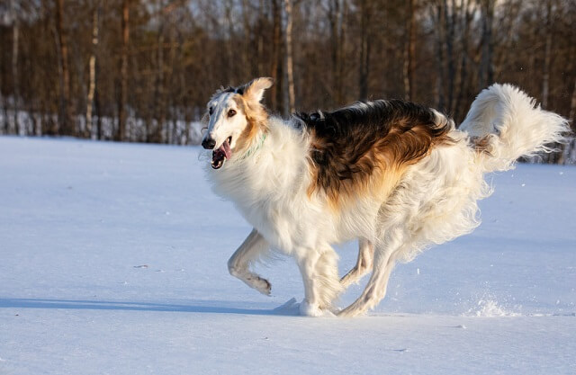 獣医師が解説 ボルゾイの性格は 飼い方 かかりやすい病気についても解説 ワンペディア