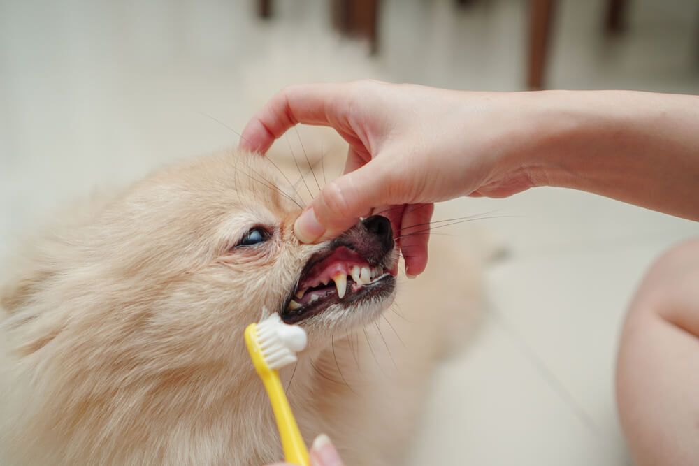 獣医師監修 犬の歯磨きに 歯磨き粉 は必要なの ワンペディア