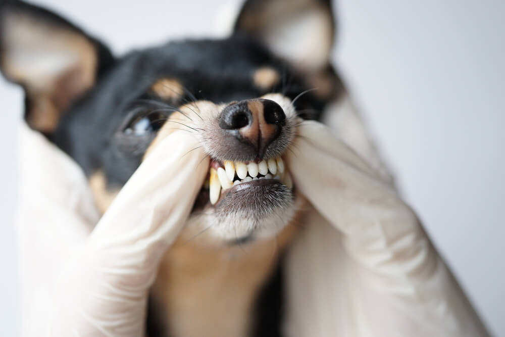 獣医師監修 犬の歯と 人間の歯との違いは 知っておくべきこととは ワンペディア