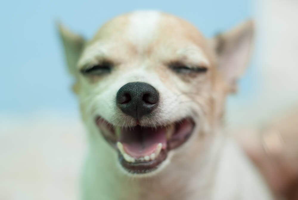 獣医師監修 犬の歯磨きに 歯磨きガム は効果があるの 上手な使い方とは ワンペディア