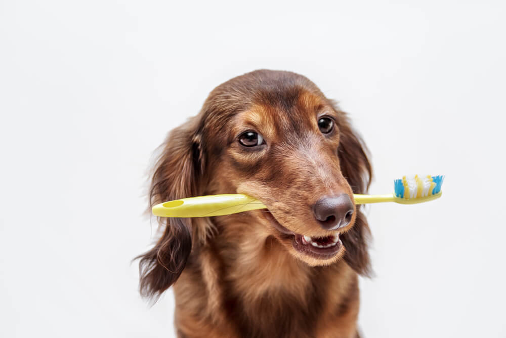 獣医師監修 犬の歯磨きに 歯磨き粉 は必要なの ワンペディア