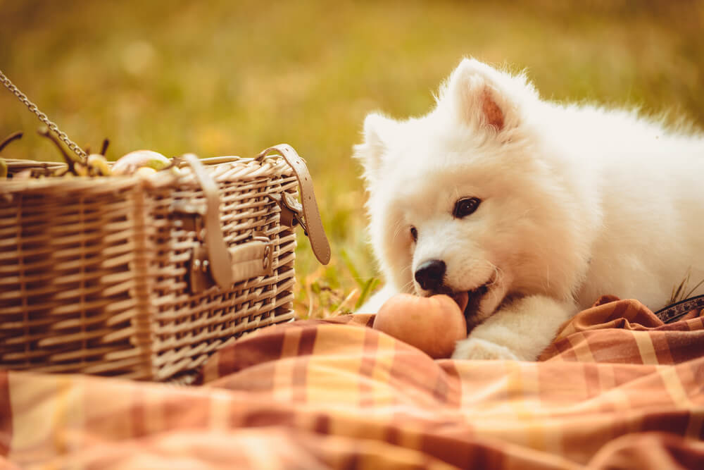 獣医師監修 犬は桃を食べても大丈夫 食べ方や注意すべき点とは ワンペディア