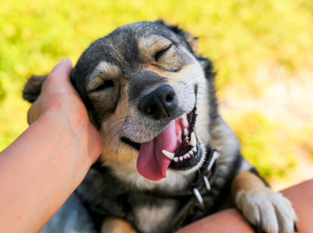 調査結果 愛犬の名前の付け方 年人気ランキング ワンペディア