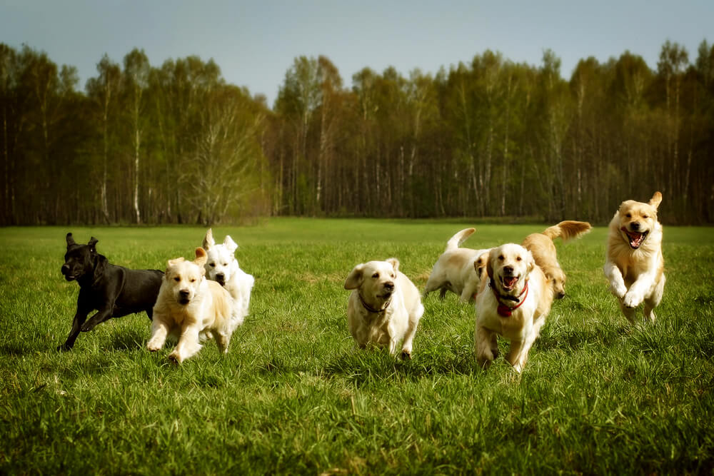 獣医師が解説 特定動物とは 日本で飼育してはいけない犬っているの ワンペディア