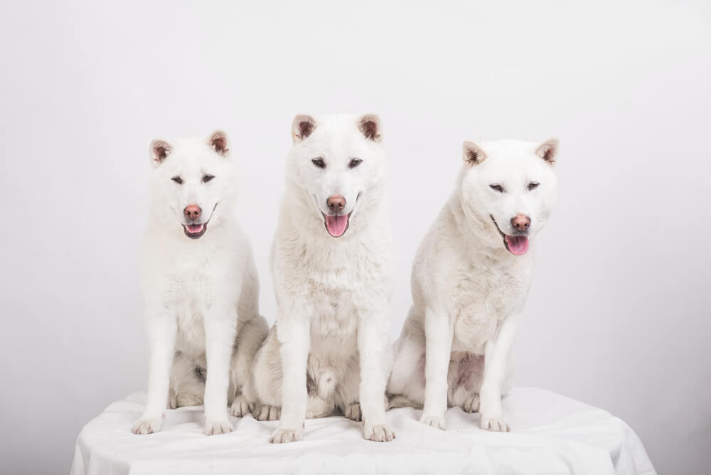 獣医師が解説 紀州犬の歴史 特徴 性格 一緒に暮らす上での注意点 かかりやすい病気について詳しく解説 ワンペディア