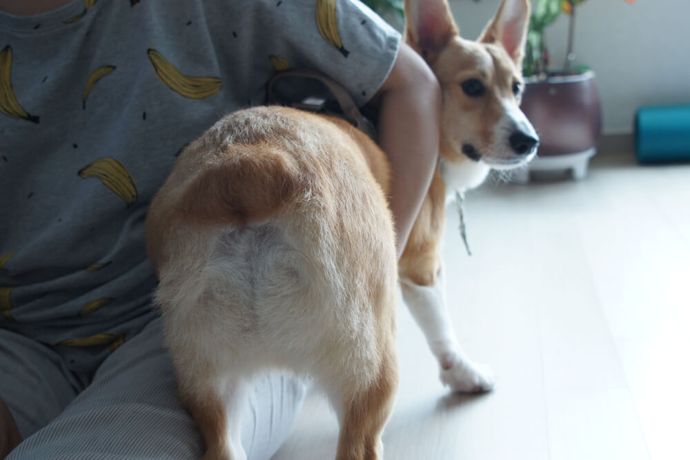 獣医師監修 シニア犬のトイレで気をつけることは 寝たきりになったらどうすればいい ワンペディア