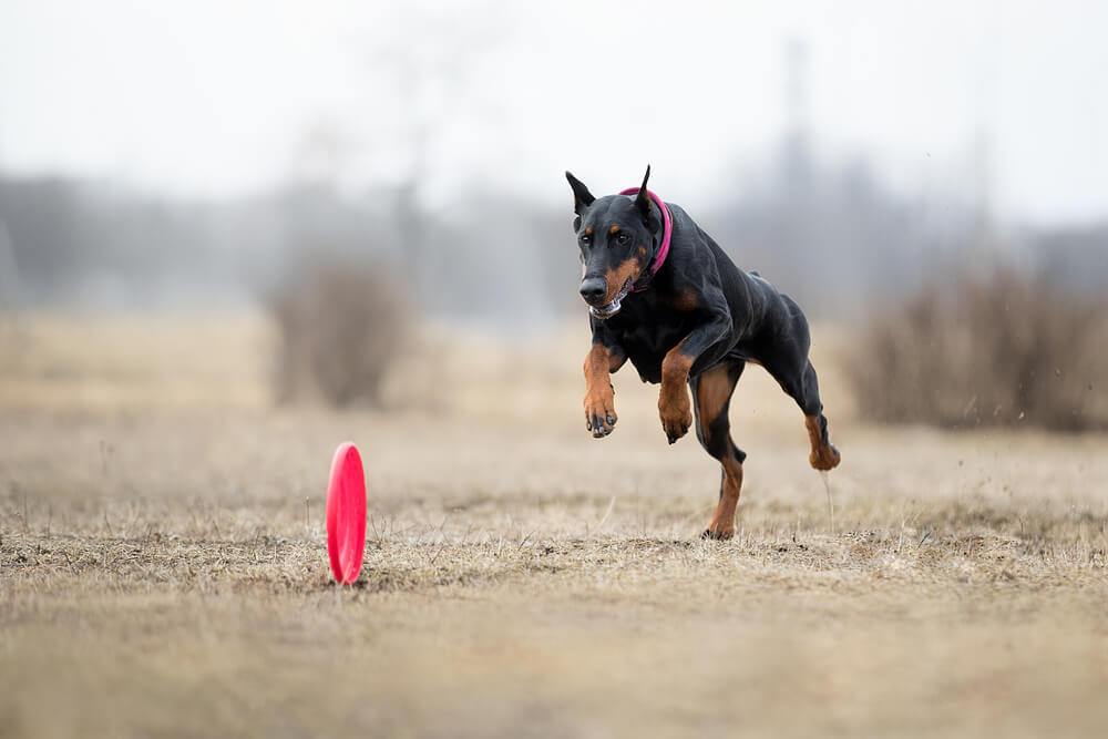 獣医師が解説 ドーベルマンが断耳 断尾する理由は 性格や特徴についても解説 ワンペディア