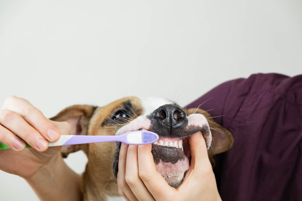 獣医師監修 愛犬の歯が黒い これって虫歯 犬の歯が黒い原因と対処法とは ワンペディア