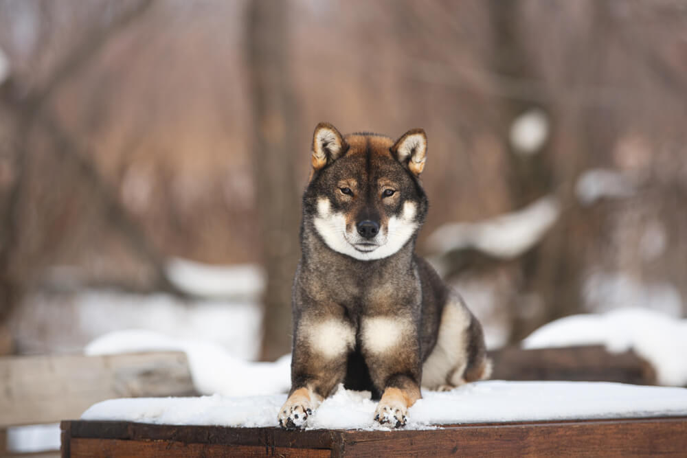 犬はいつ日本に来たの 犬と日本人との長い歴史 日本編 ワンペディア