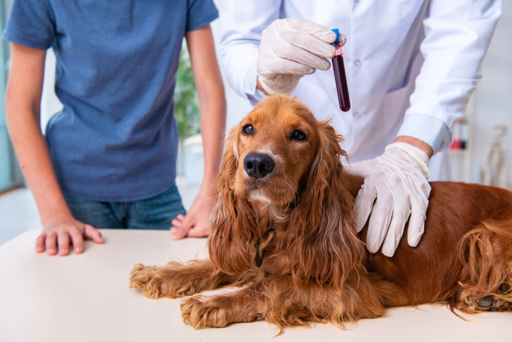 犬の敗血症